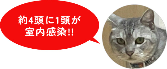 約4頭に1頭が室内感染!!