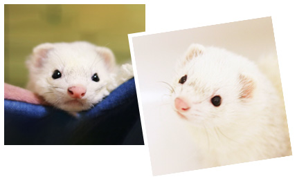 フェレットもフィラリア(犬糸状虫)に感染します。