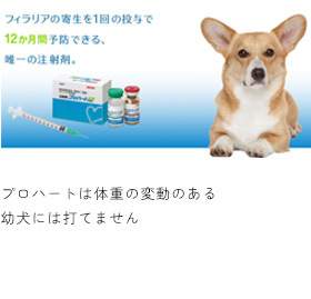 シンパリカトリオ(ミートフレーバーのチュアブル錠)