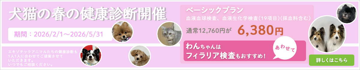 犬猫の冬の健康診断