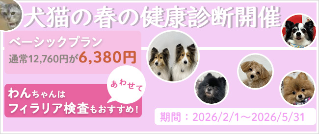 犬猫の冬の健康診断